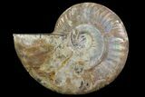 Agatized Ammonite Fossil (Half) - Madagascar #83832-1